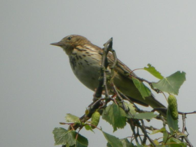 Tree Pipit