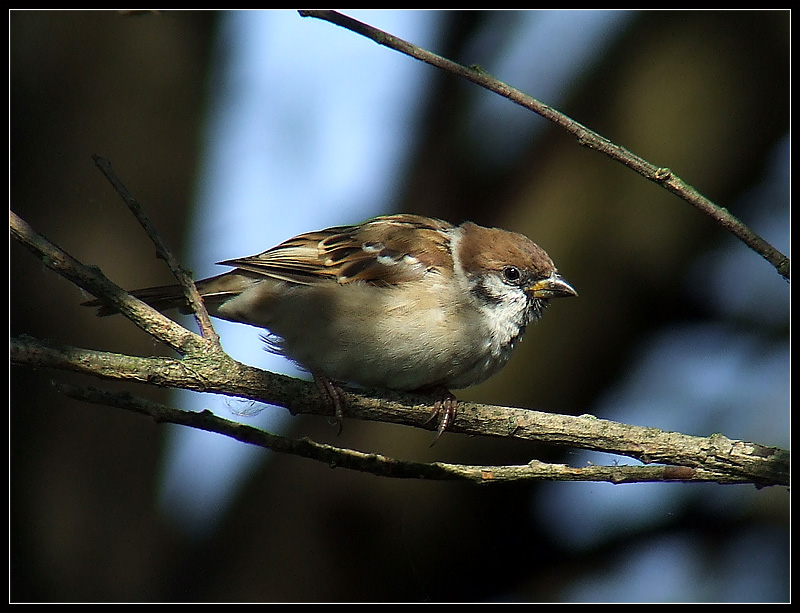 Tree Sparrow