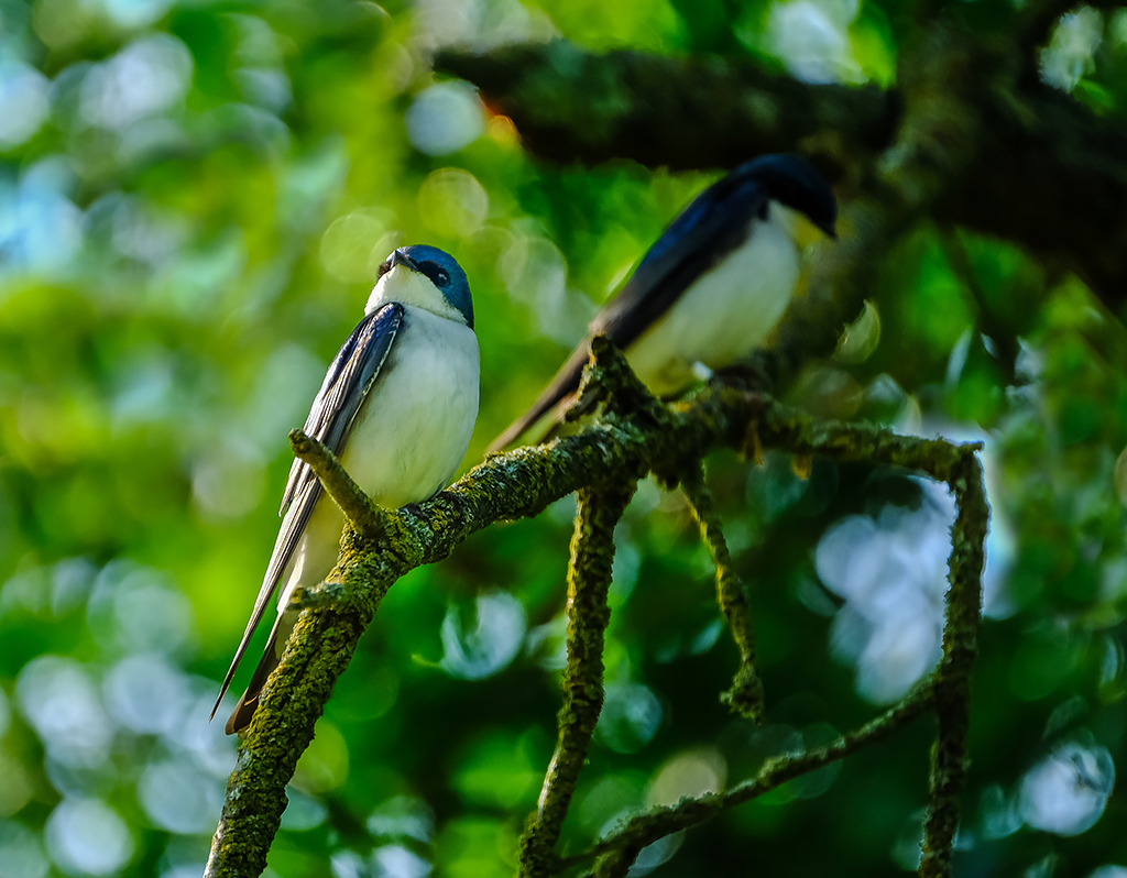 Tree Swallow