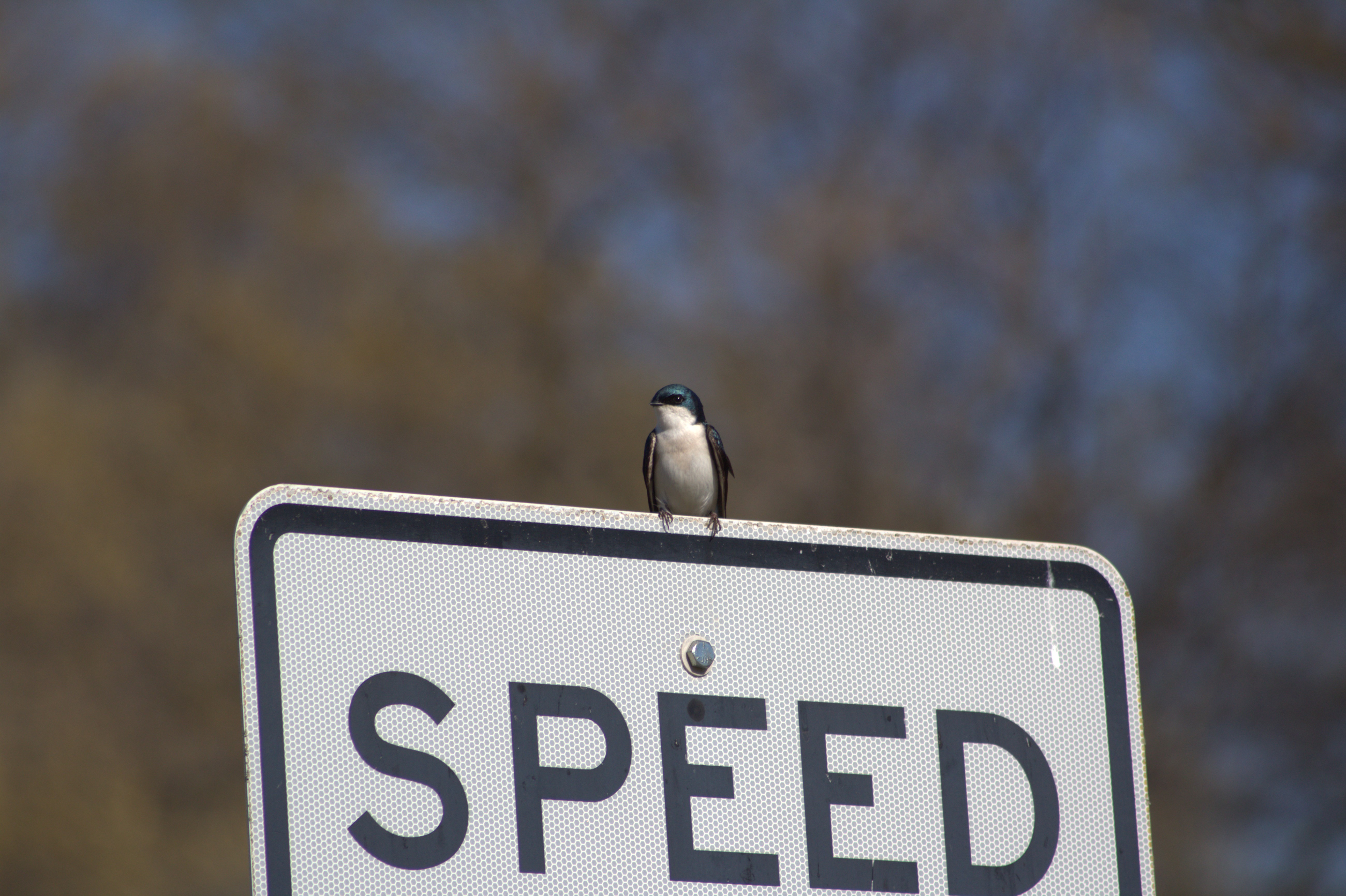 Tree Swallow