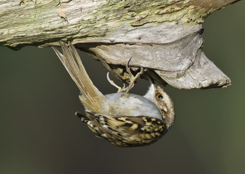 Treecreeper