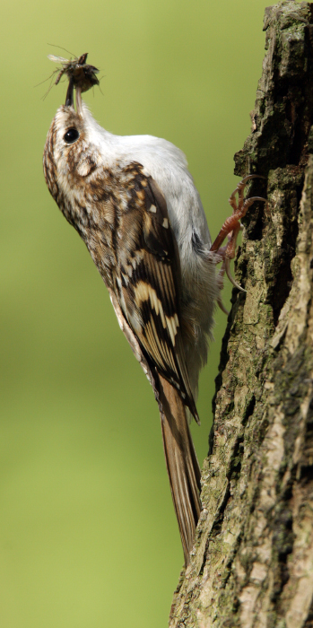 TREECREEPER