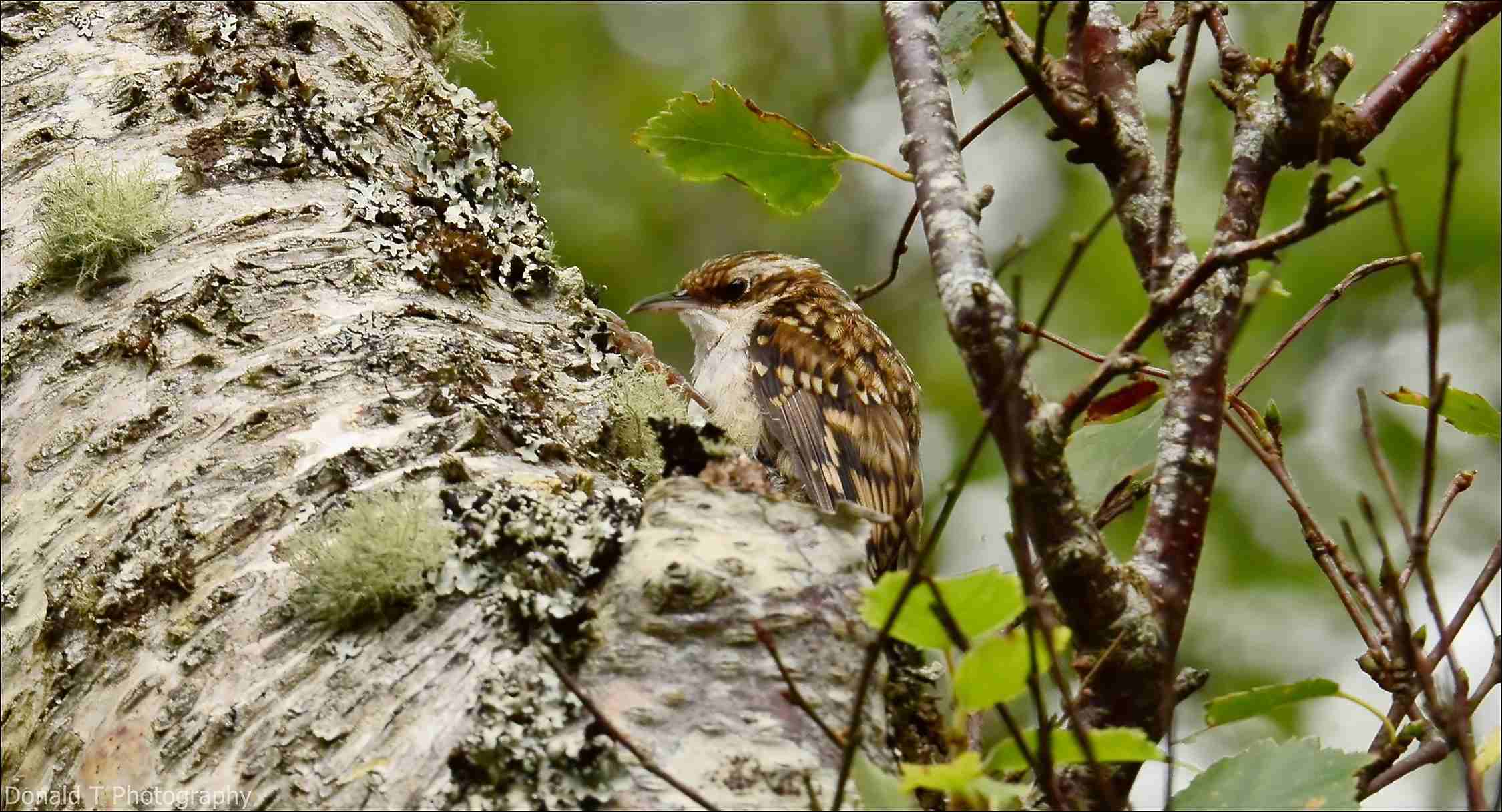 treecreeper-birdforum