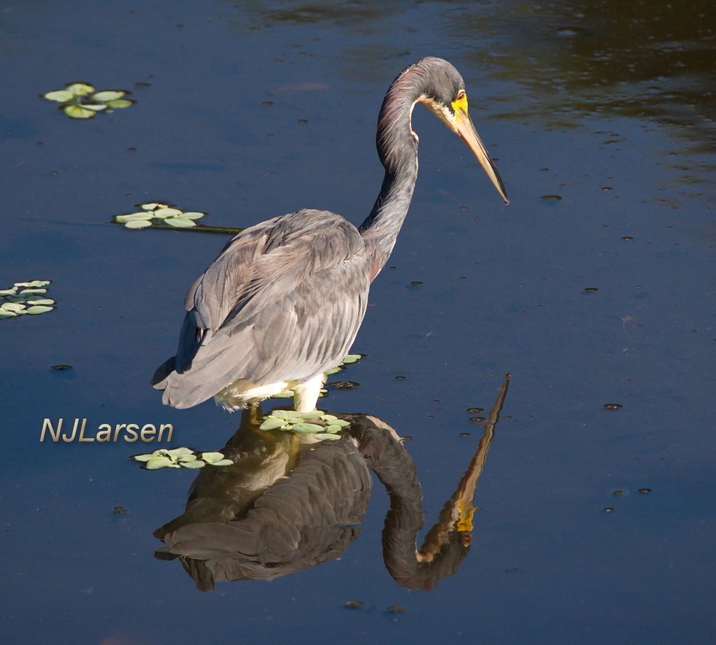 Tricolored Heron