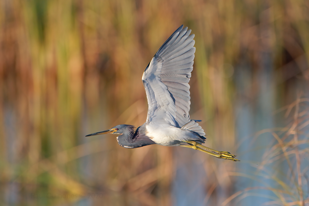 Tricolored heron