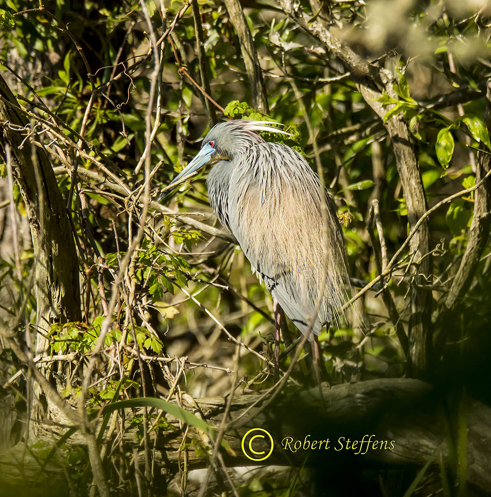 Tricolored Heron