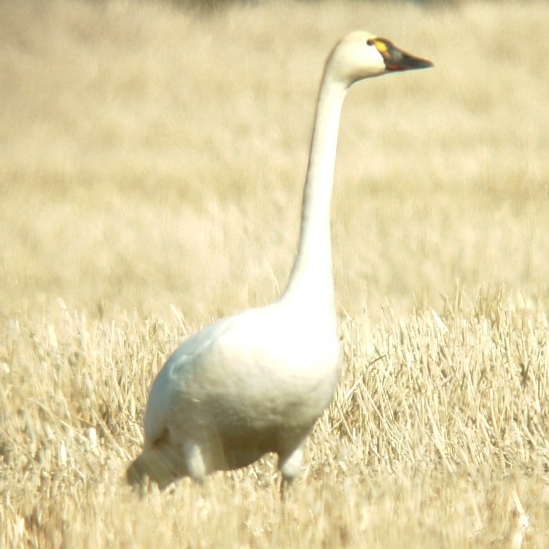 Tundra Swan | BirdForum