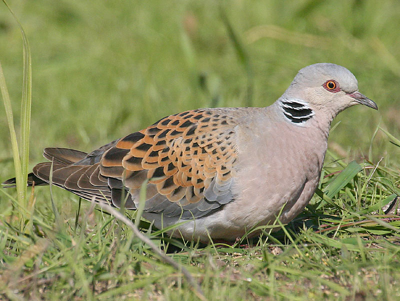 Turtle Dove