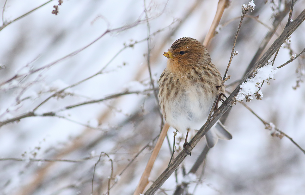 Twite