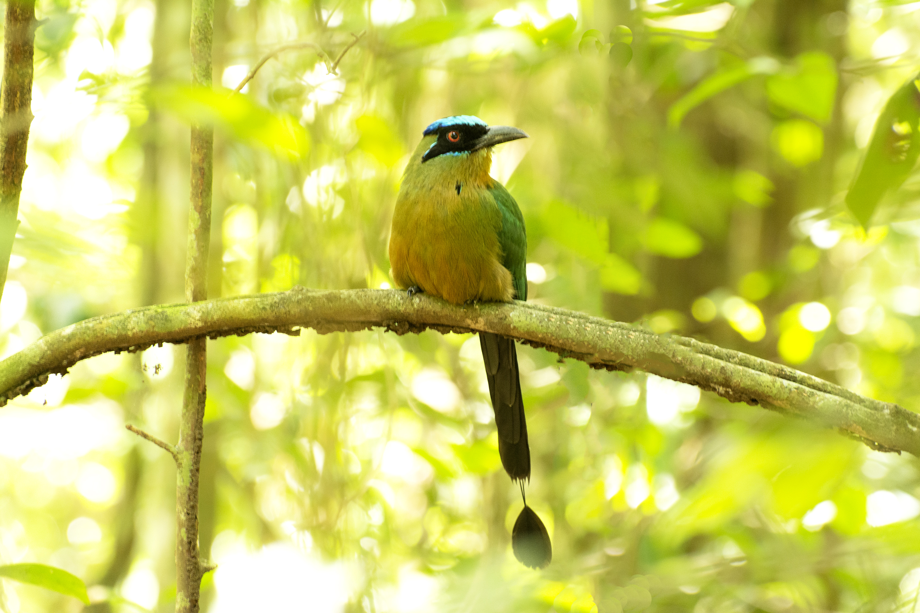 Udu-de-coroa-azul