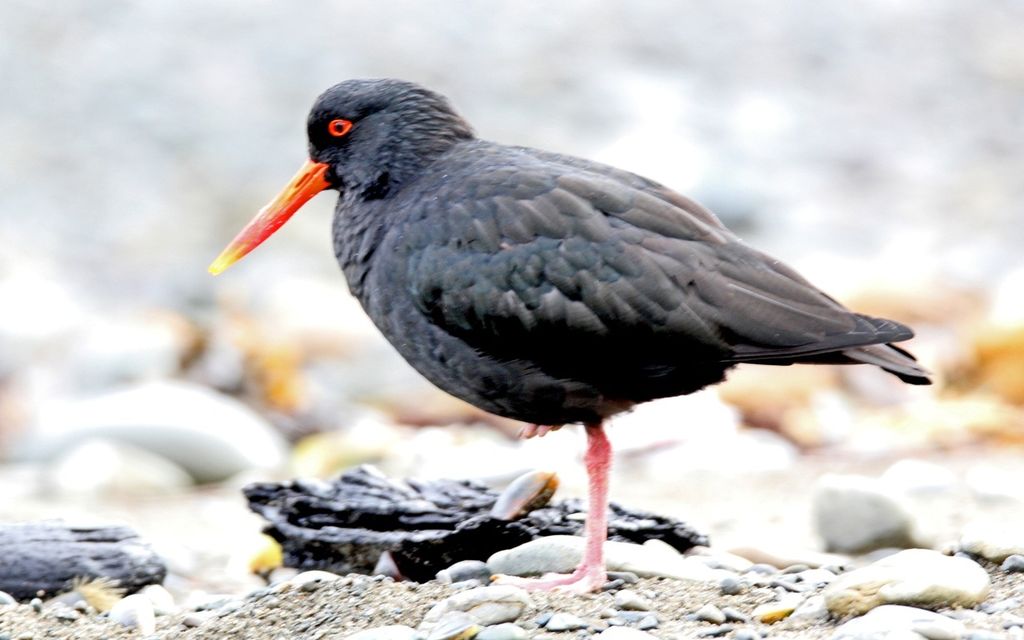 Variable Oystercatcher