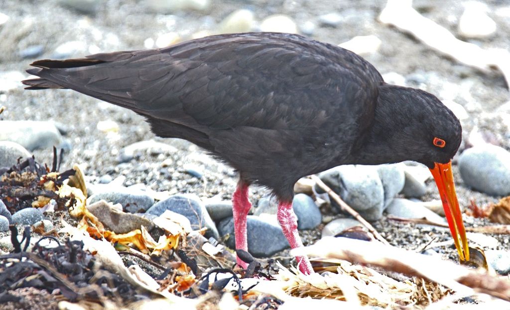 Variable Oystercatcher