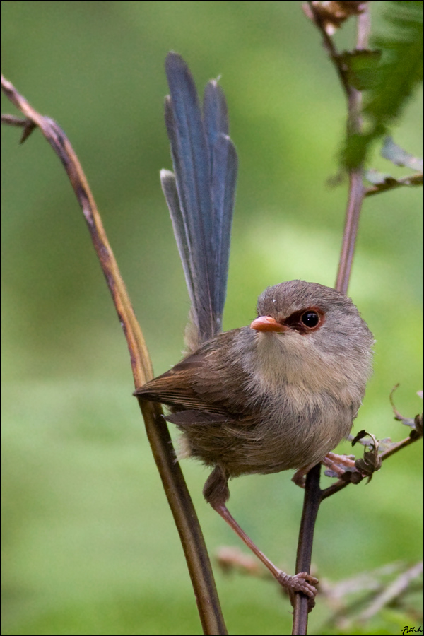 Variegated Fairy-wren