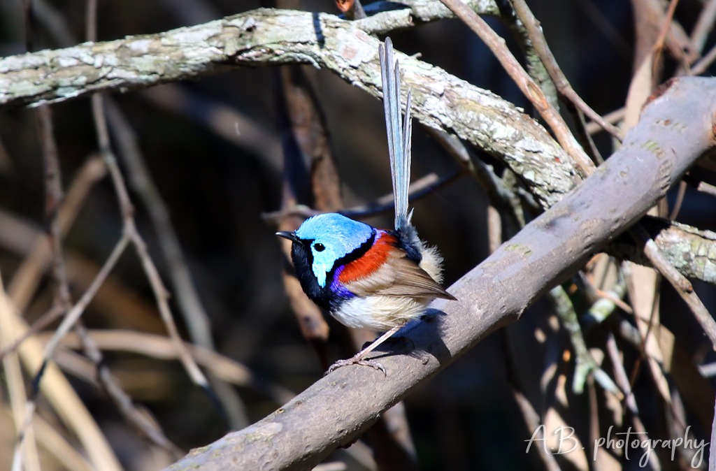 Variegated fairywren