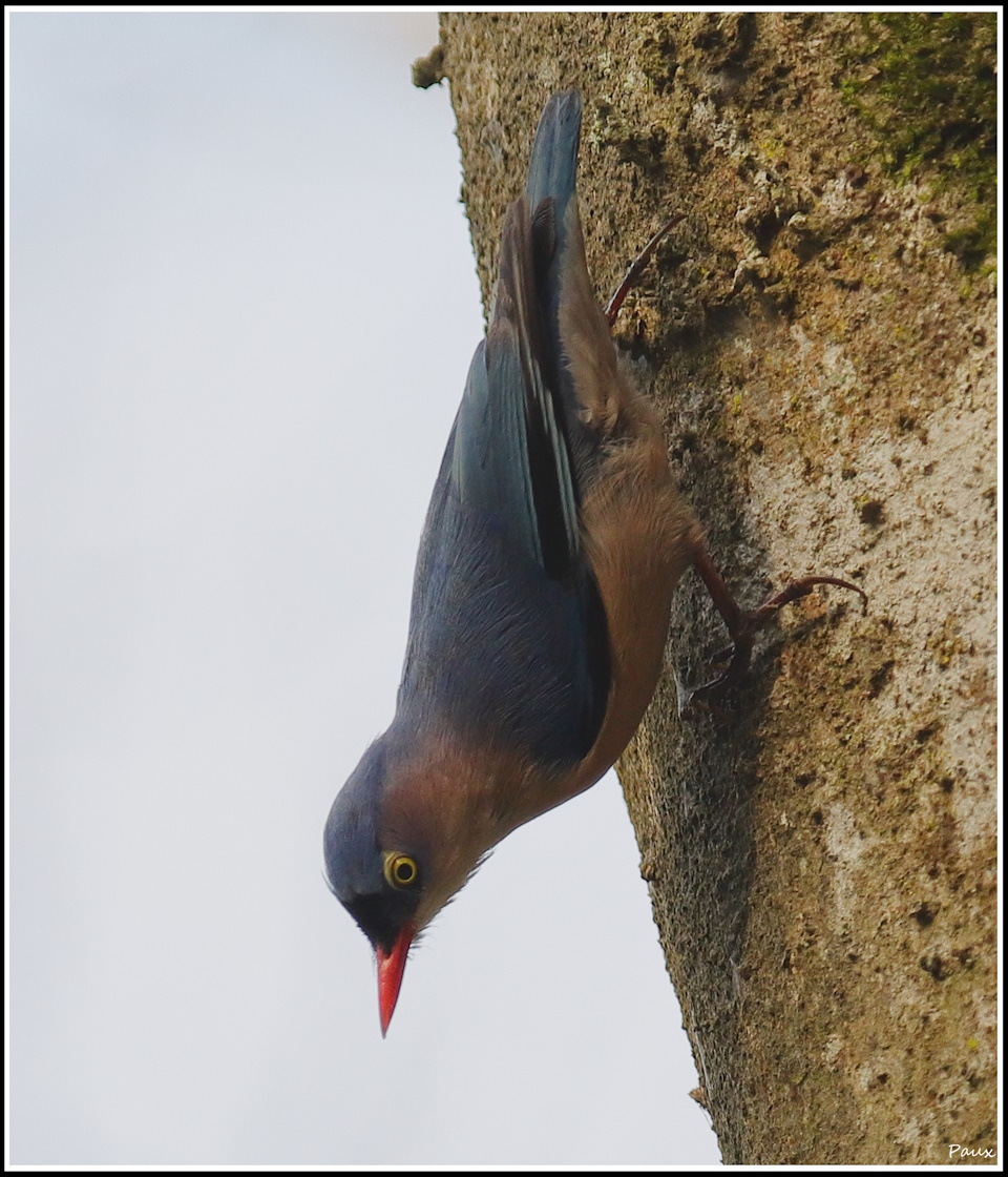 Velvet-fronted Nuthatch