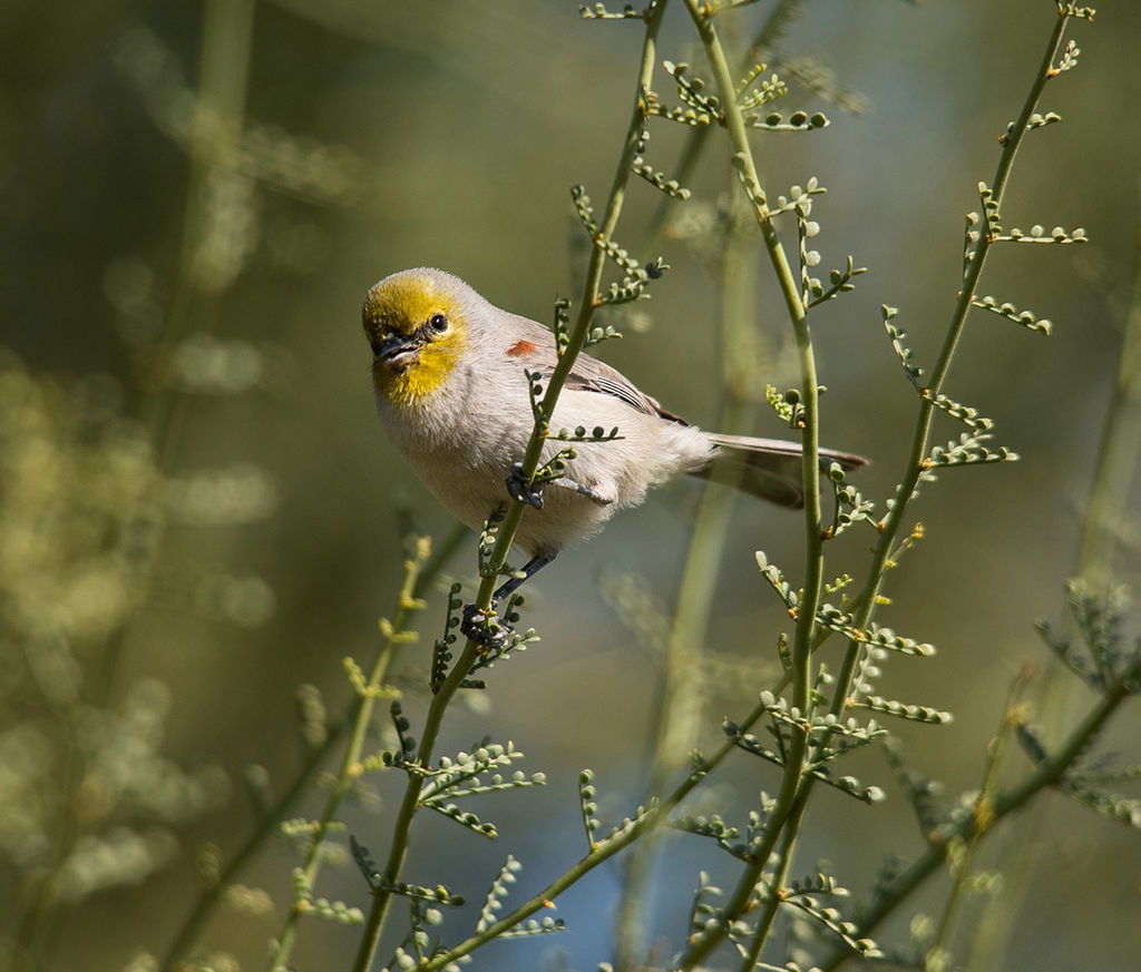 Verdin