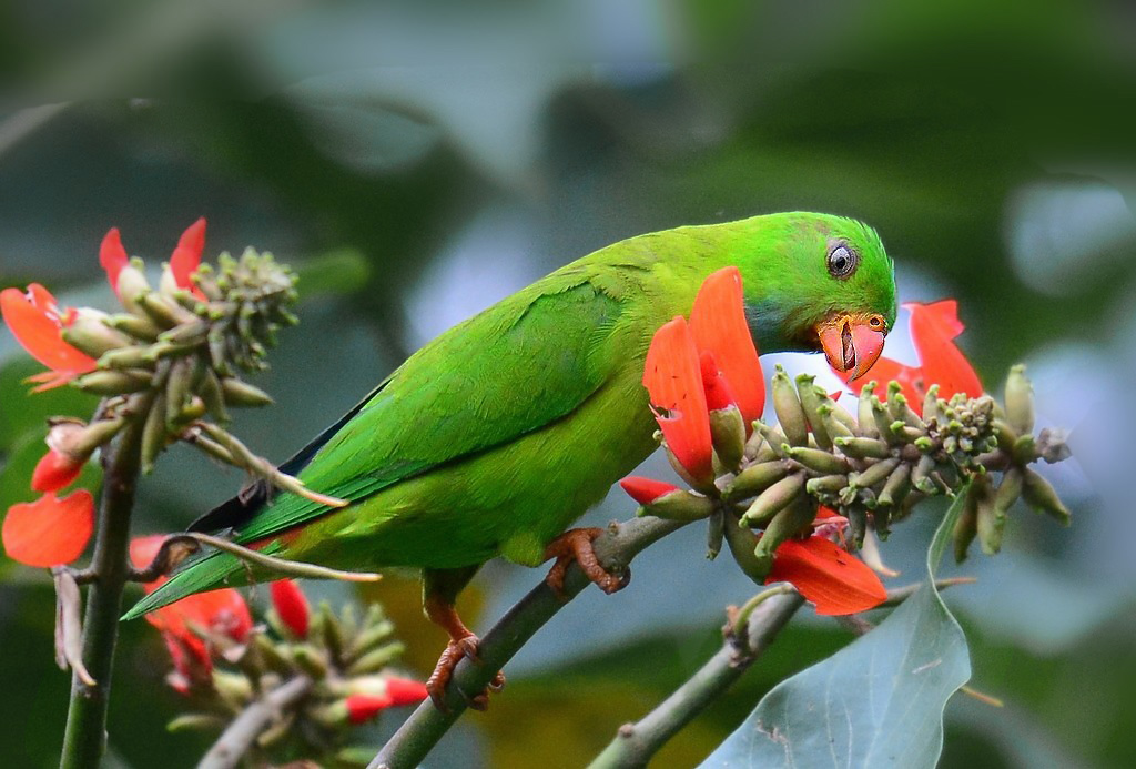 Vernal Hanging Parrot