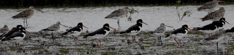 Wader Watch.Eurasian Oystercatchers,Eurasian curlews and Bar-tailed Godwits