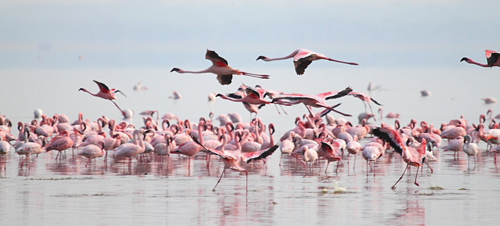 Wading, Dancing &amp; Flying Lesser Flamingos, Phoeniconaias minor