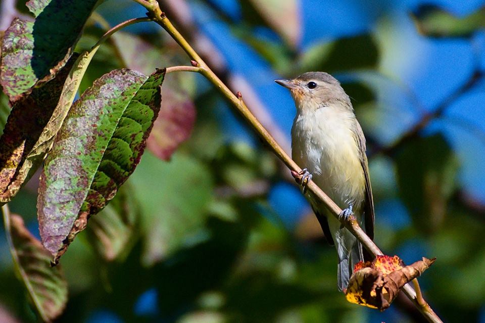 warbling vireo