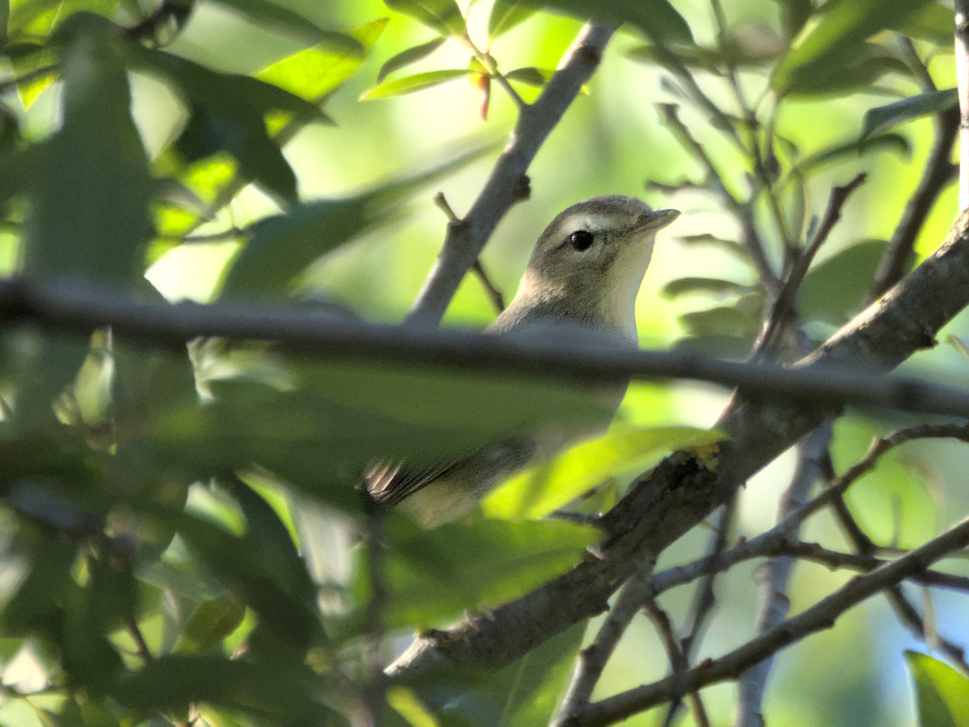 Warbling vireo