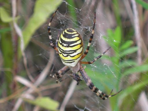 Wasp Spider