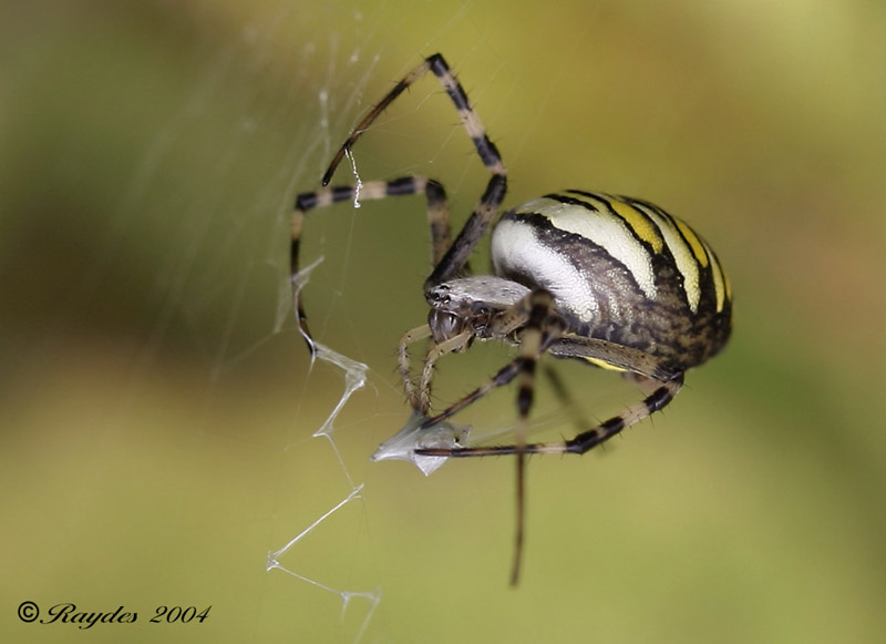 Wasp spider