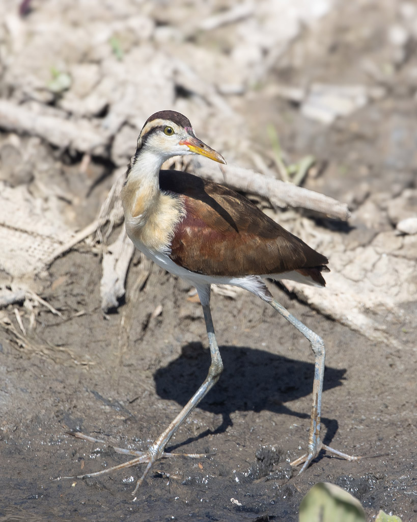 Wattled Jacana (juv).jpg