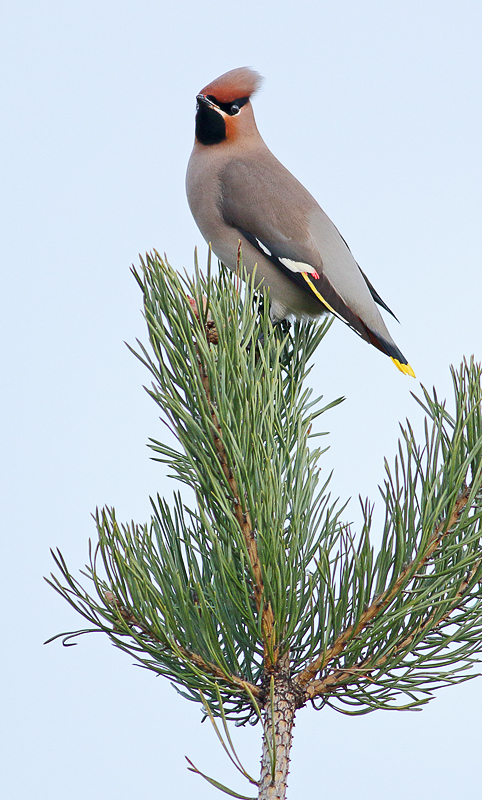 Waxwing