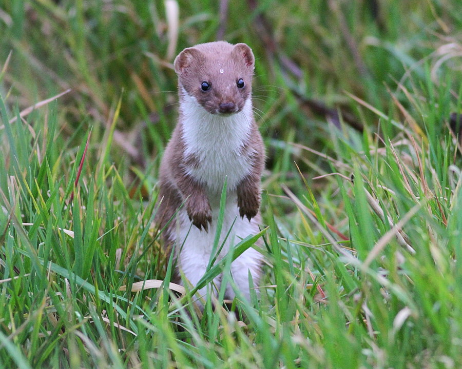 Weasel