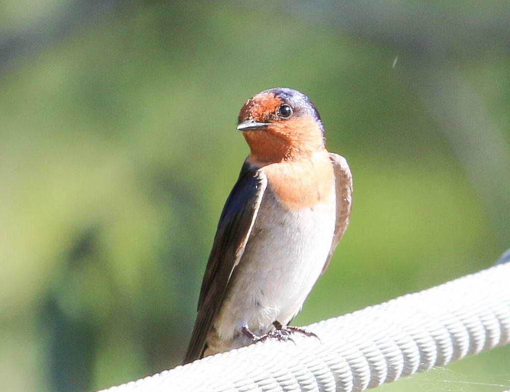 Welcome swallow