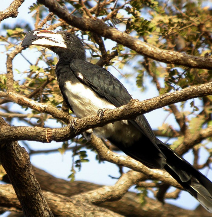 West African Pied Hornbill