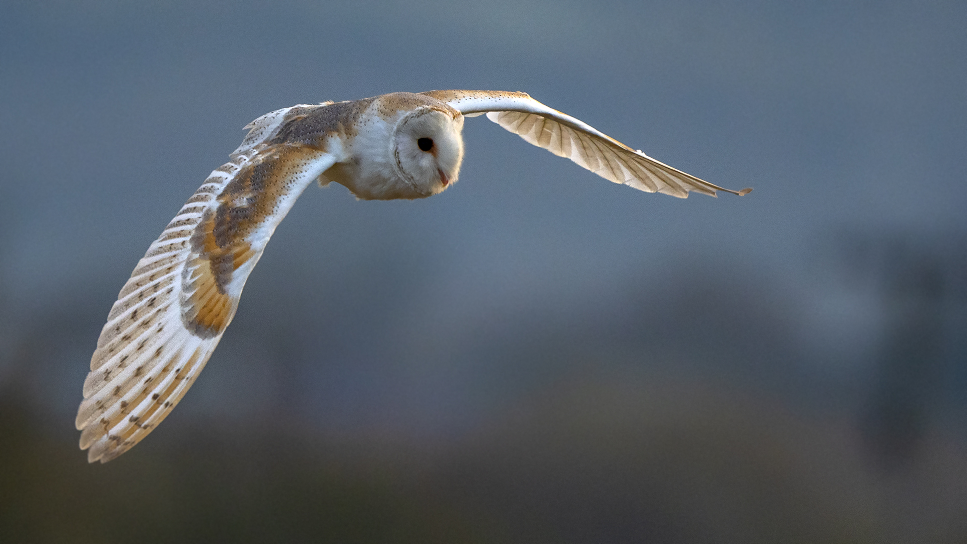 Western Barn Owl