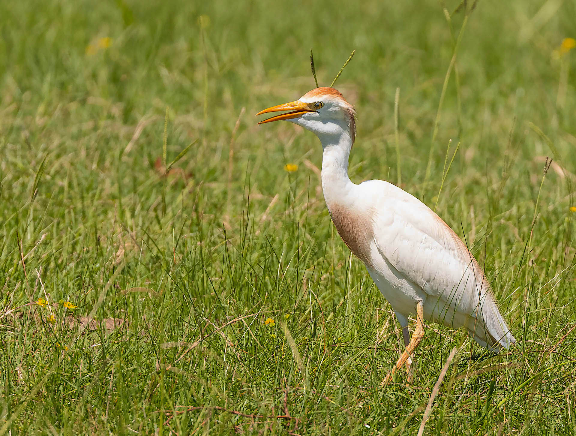 Western Cattle Egret | BirdForum