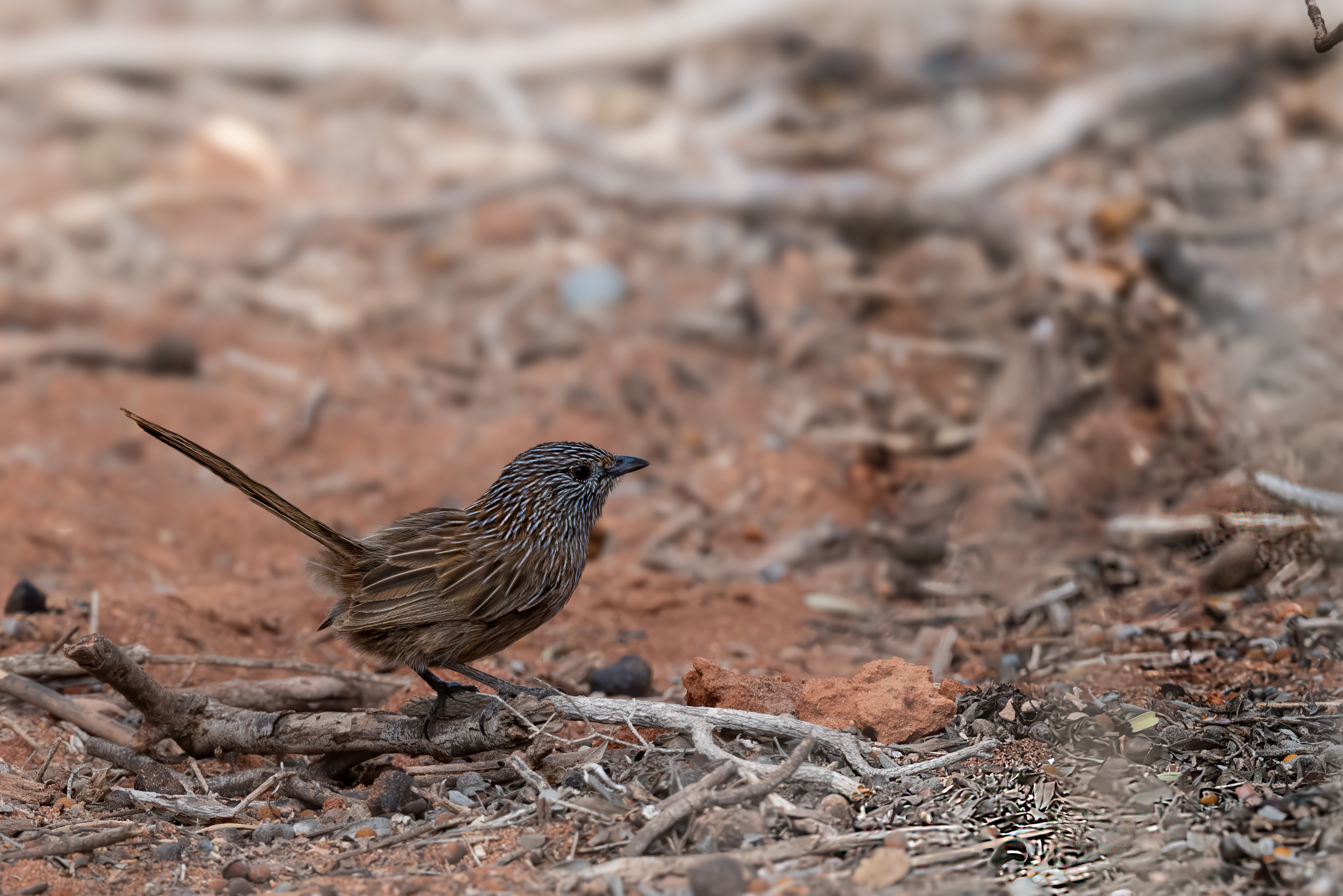 Western Grasswren