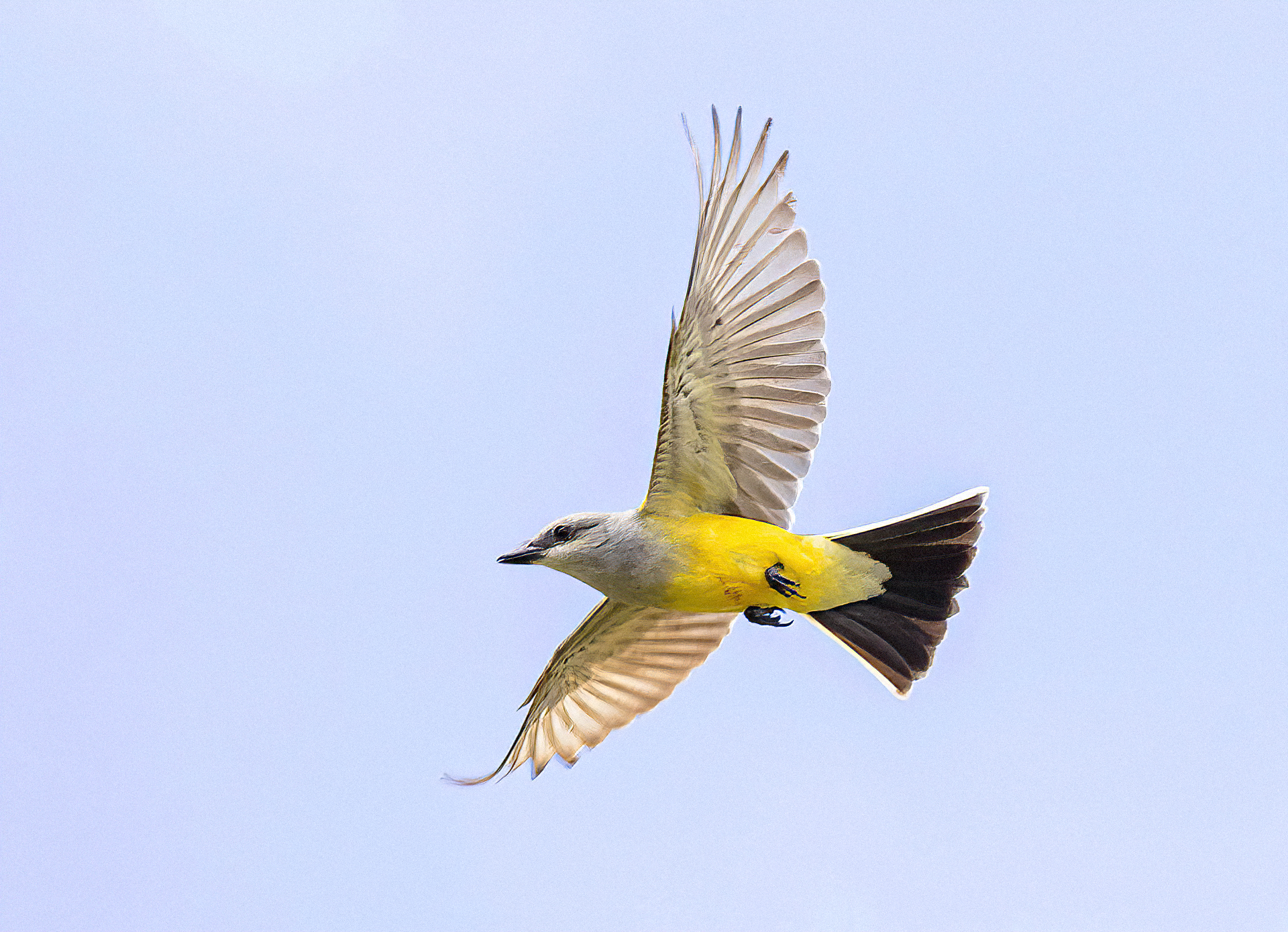 Western Kingbird