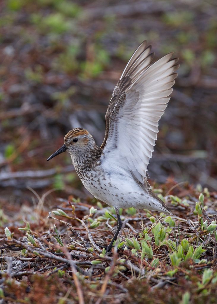 Western Sandpiper