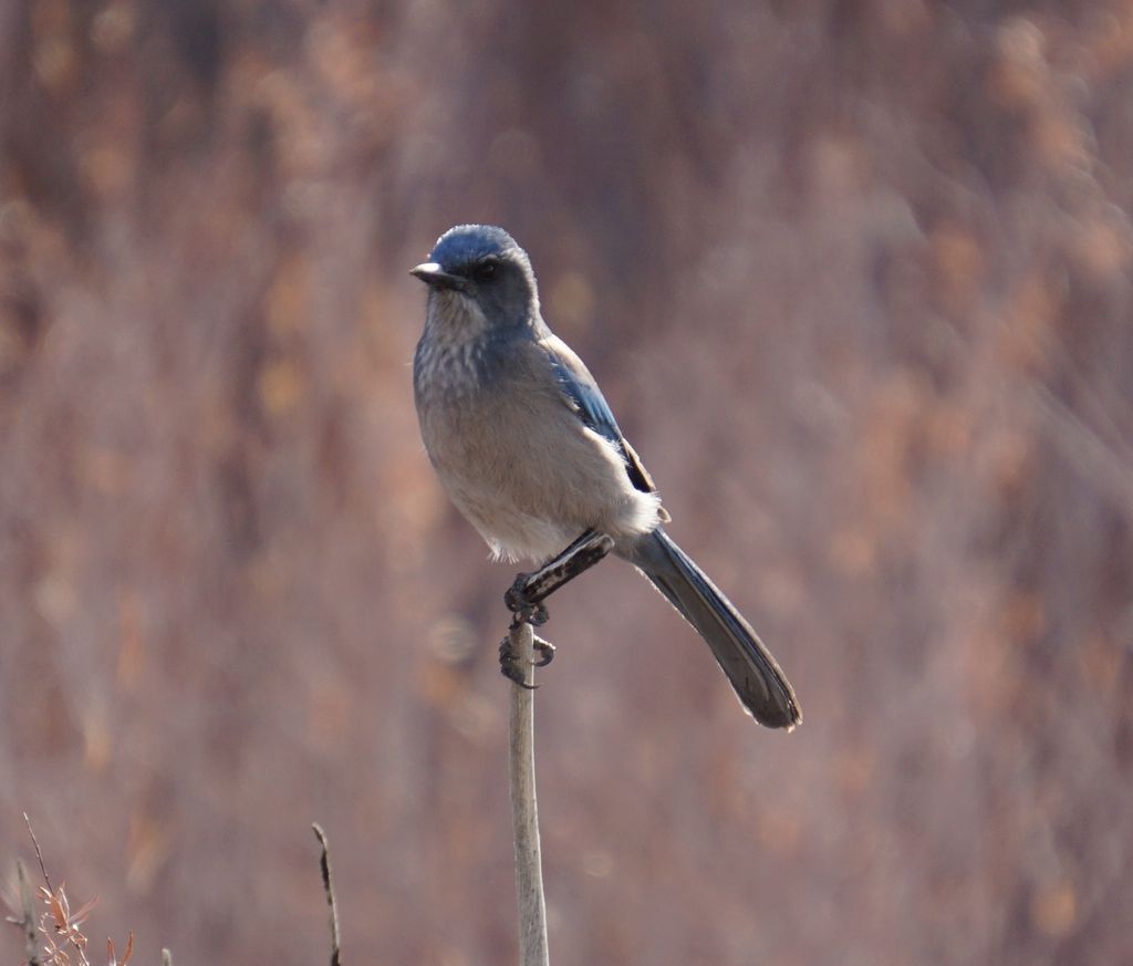 Western Scrub Jay