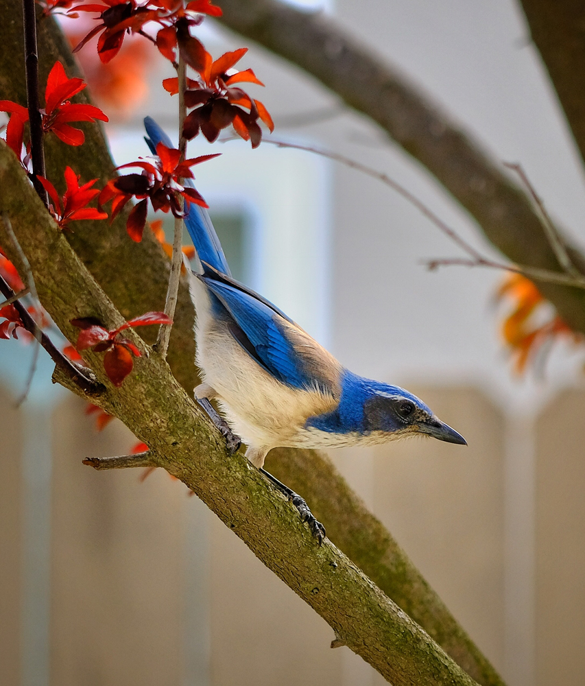 Western Scrub Jay