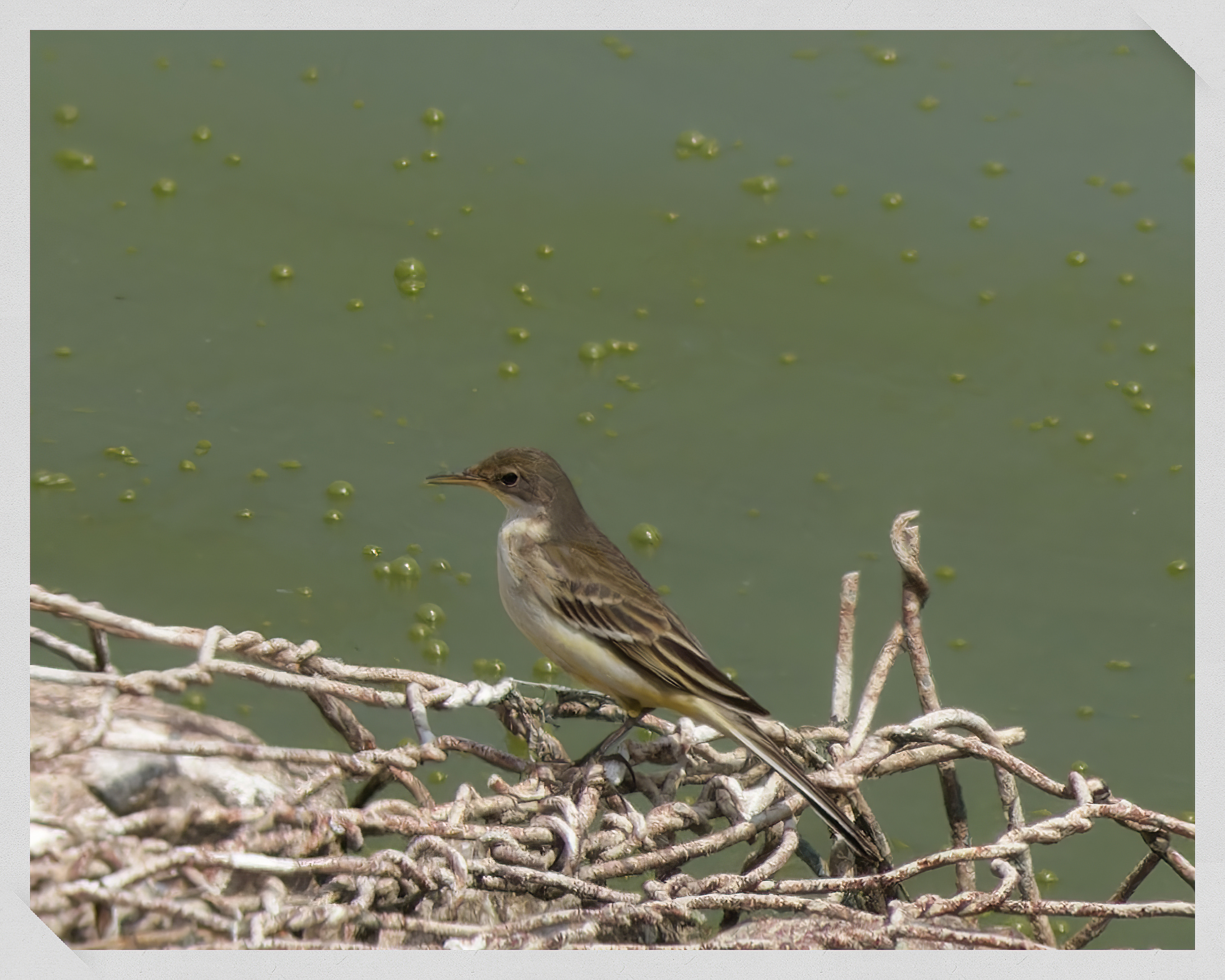 Western yellow wagtail