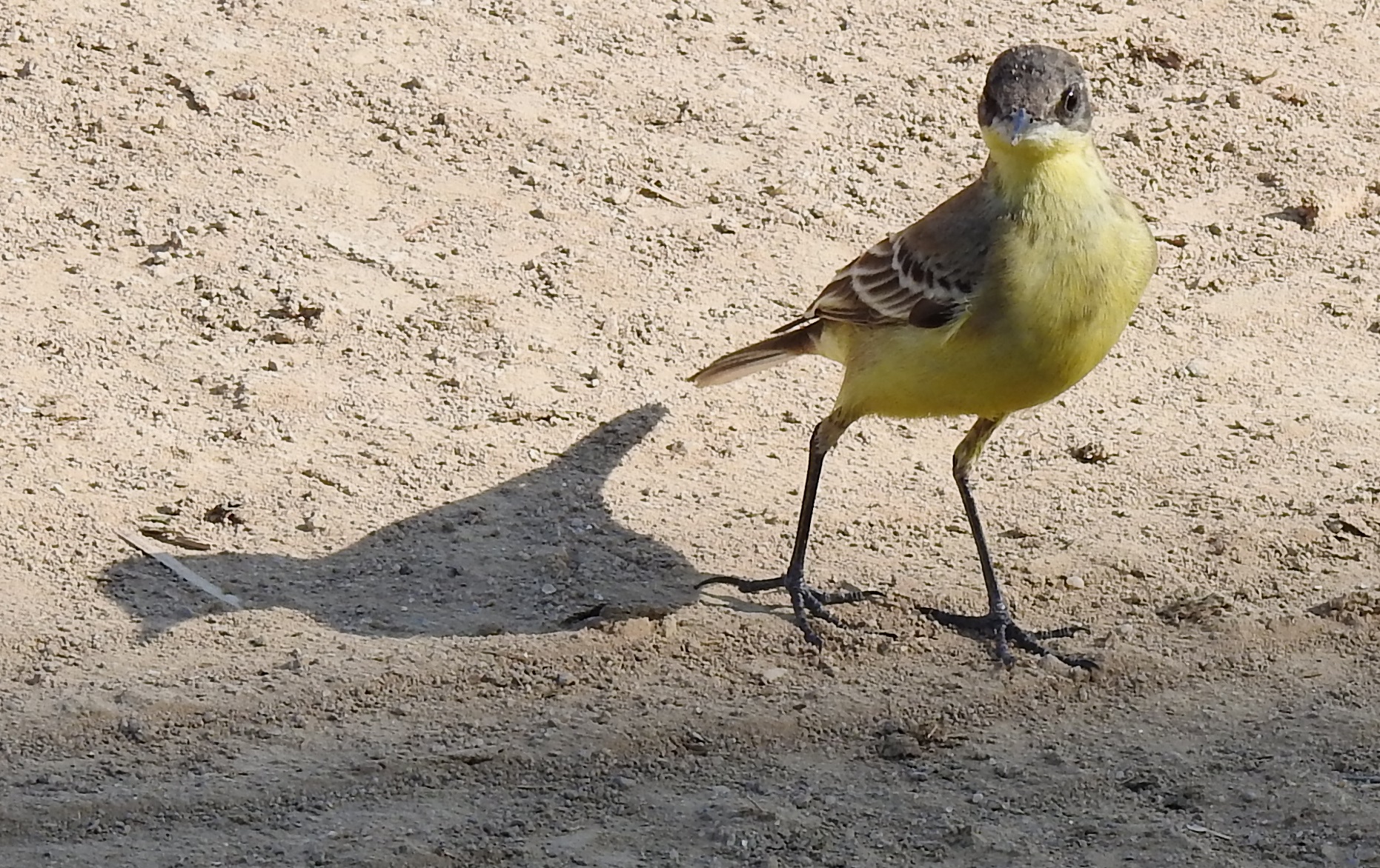 Western Yellow Wagtail