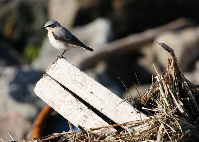 Wheatear