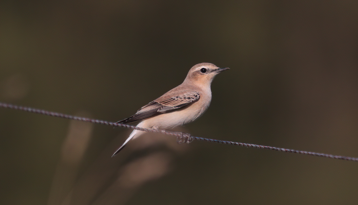 Wheatear