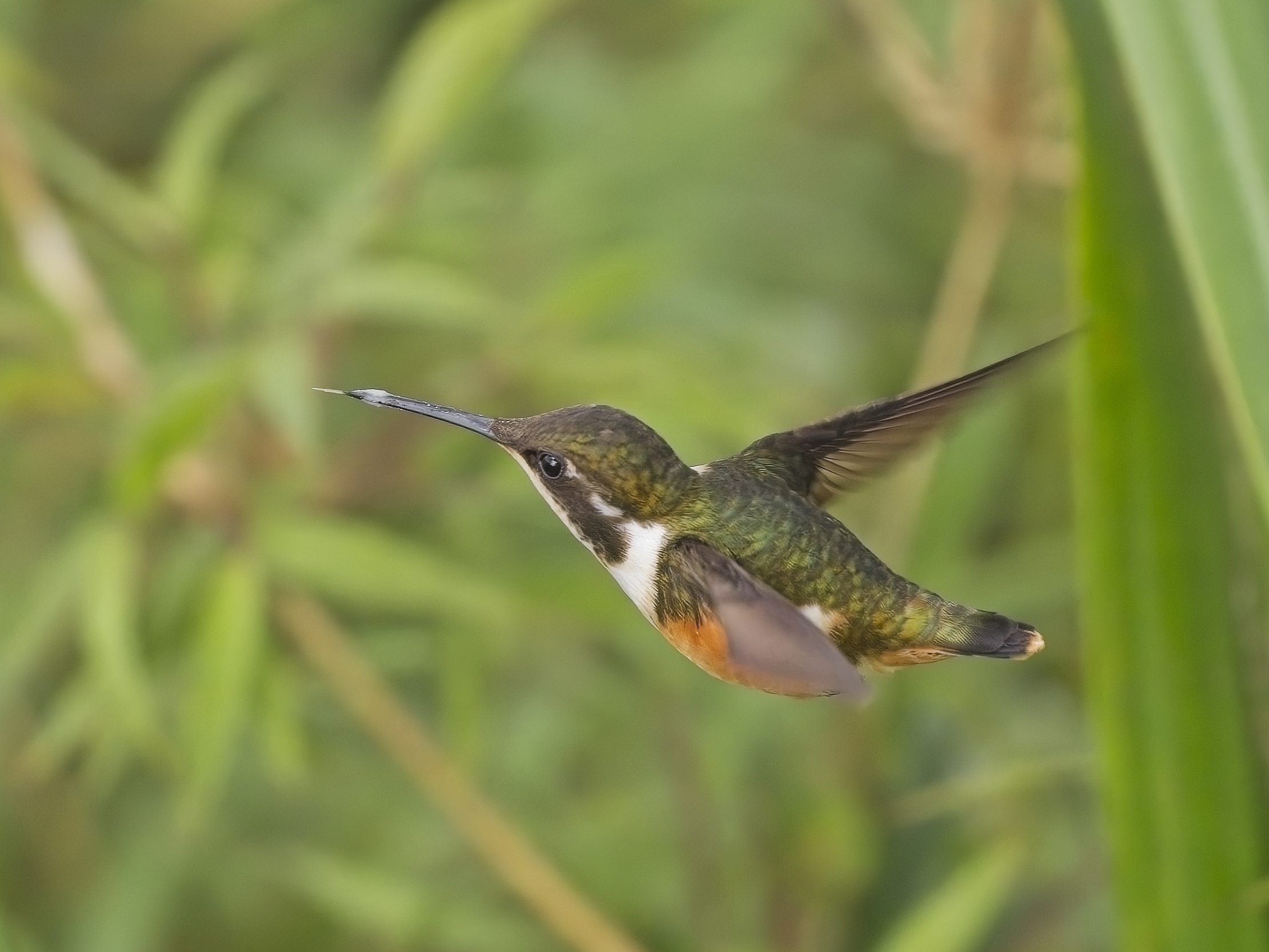 White-bellied Woodstar