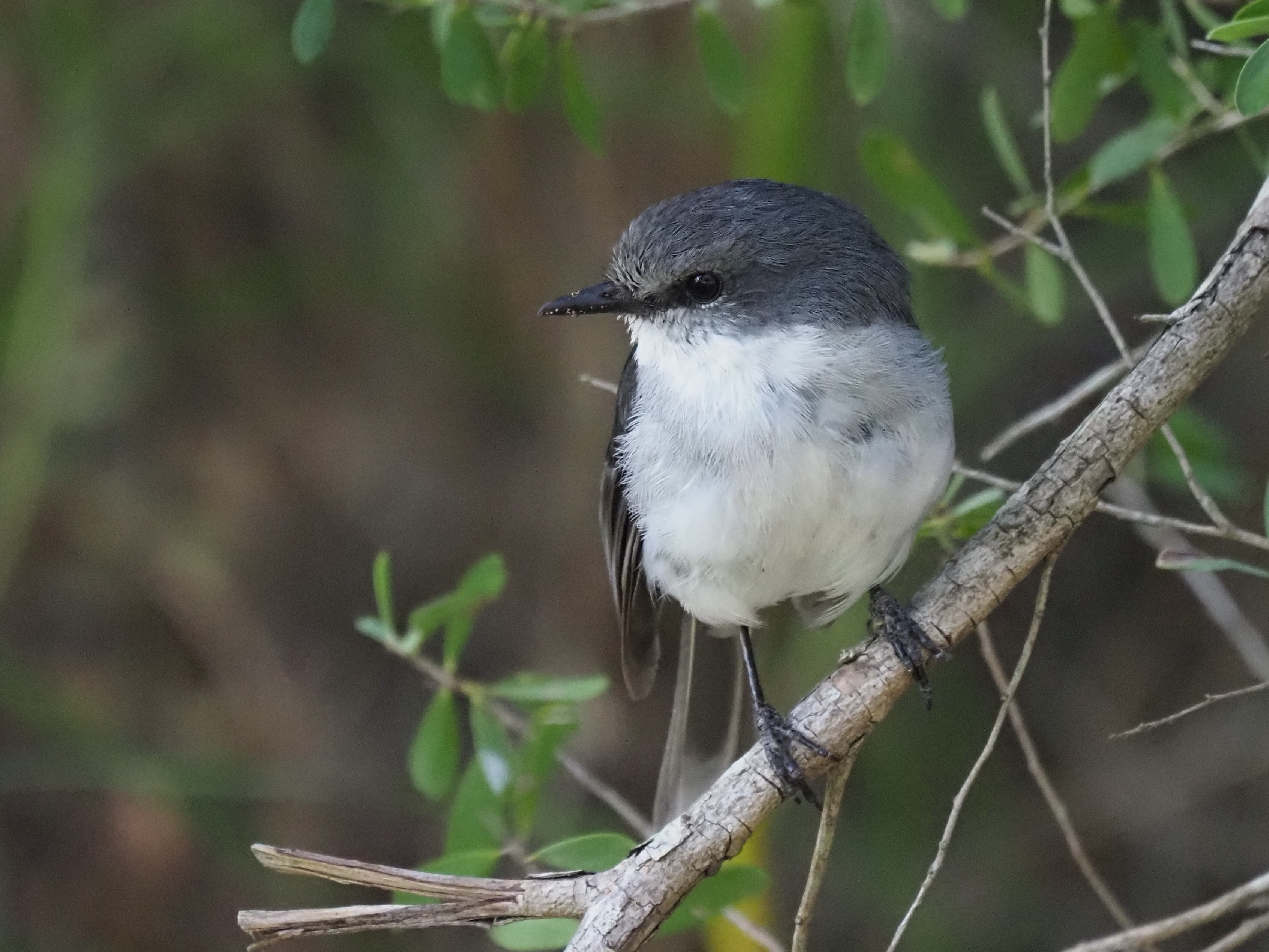 White-breasted Robin