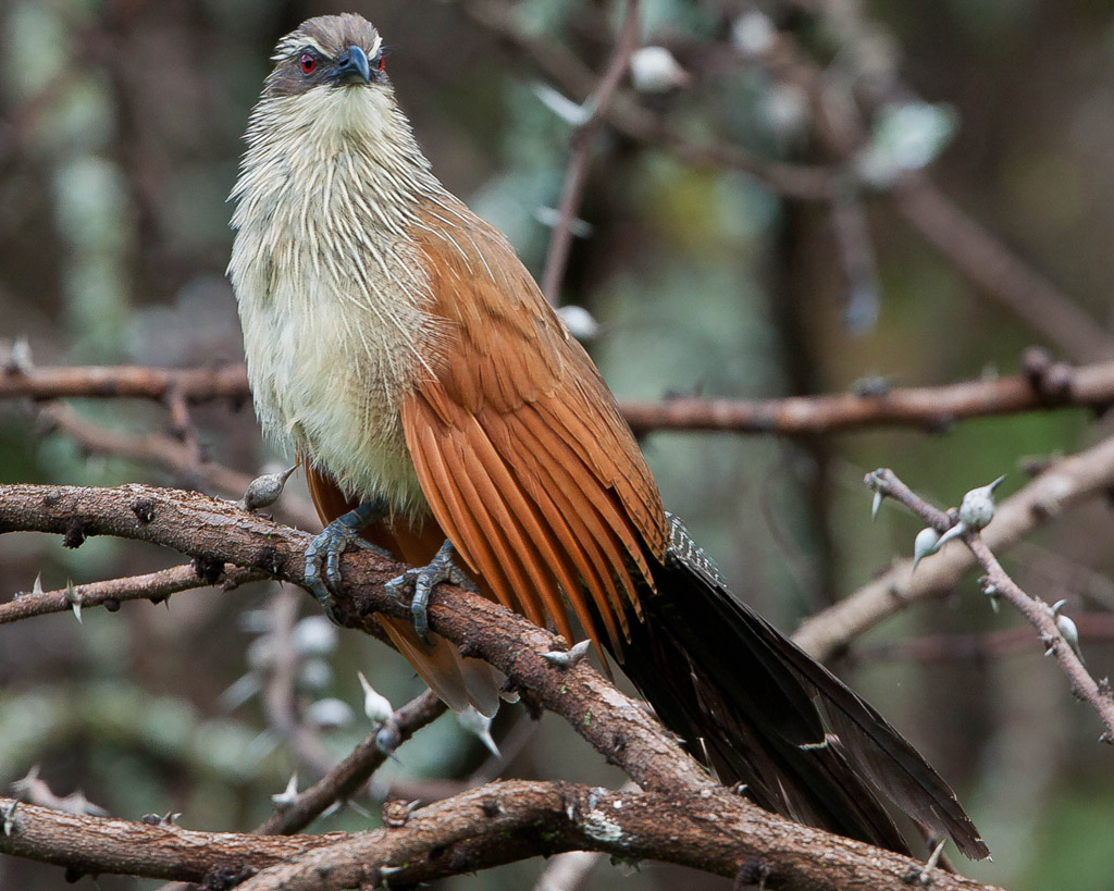 White-browed Coucal