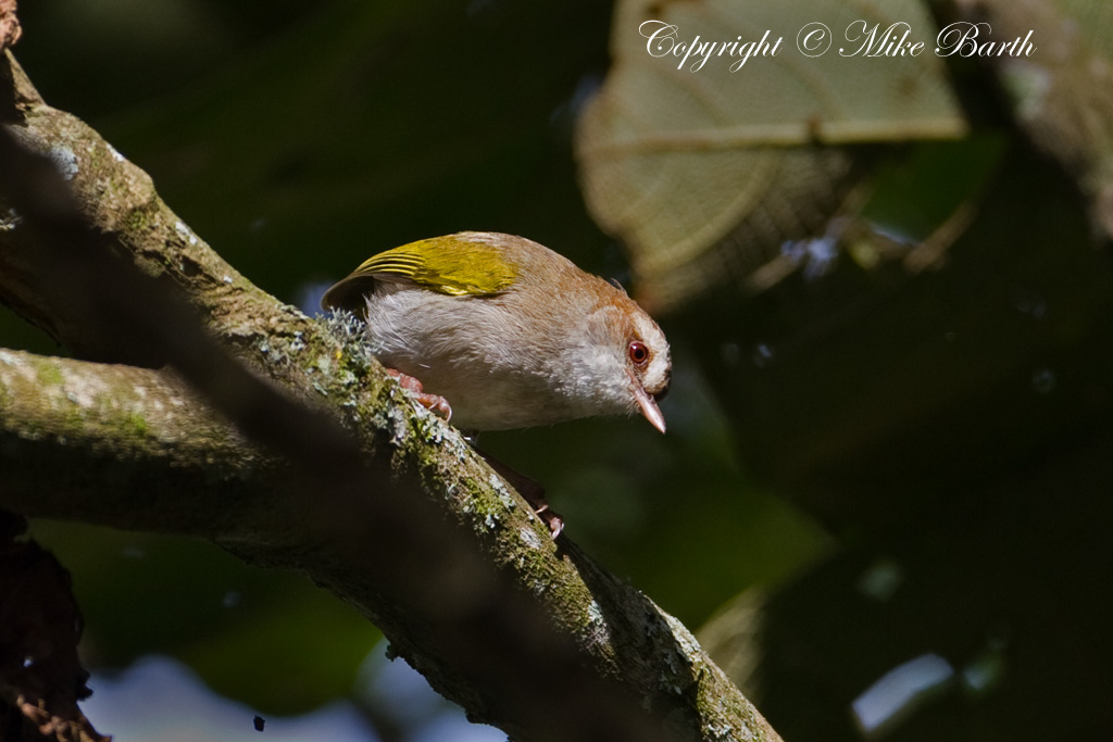 White-browed Crombec