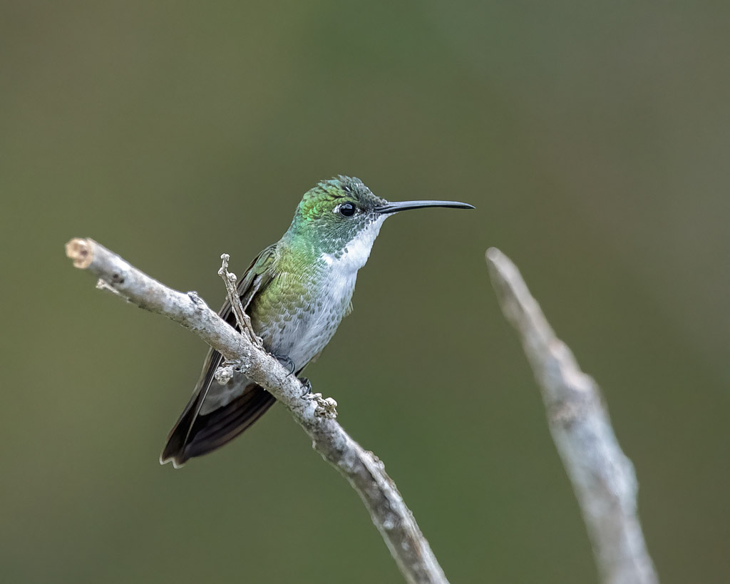 White-chested Emerald