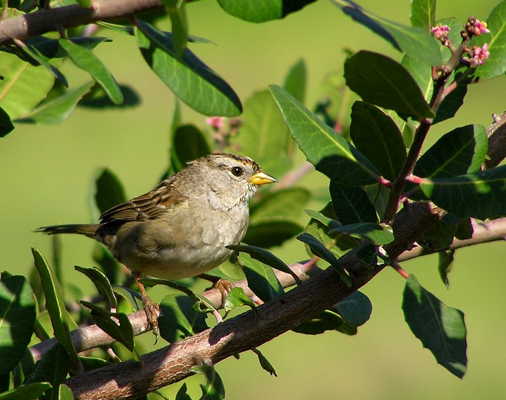 White Crowned Juvenile