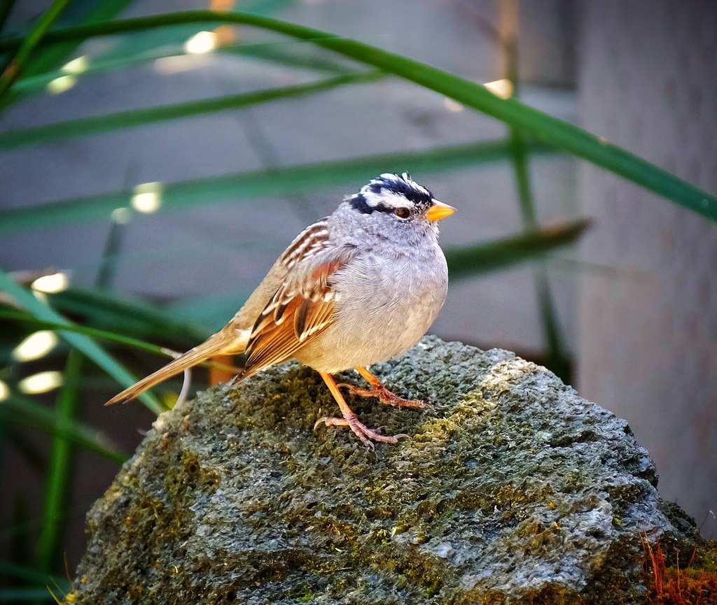 White-Crowned Sparrow